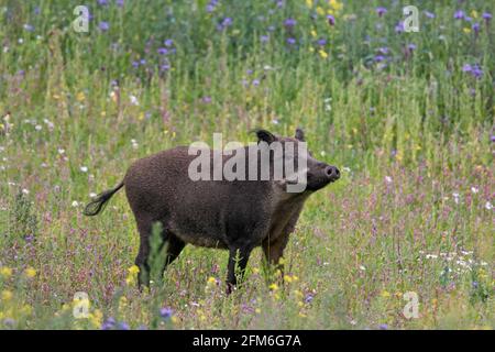 Sanglier (sus scrofa) mâle dans la prairie avec fleurs sauvages en été Banque D'Images