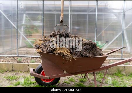 Brouette à fumier frais devant une serre. Banque D'Images