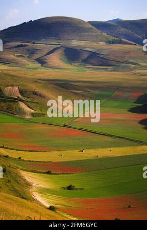 Le magnifique patchwork de couleurs fait à Castelluccio di Norcia dans Le Piana Grande en juillet Banque D'Images