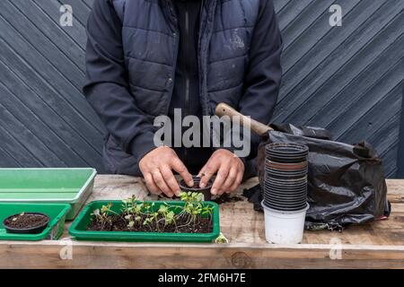 Le jardinier plante des semis frais dans de petits pots de plantes Banque D'Images