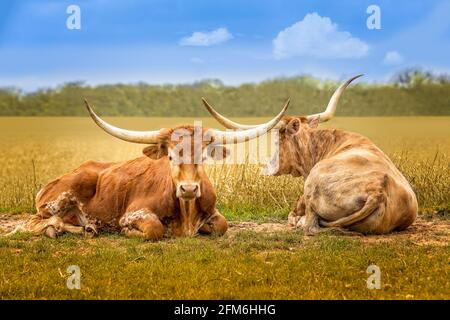 Arrière et avant, deux vaches Longhorn du Texas se détendent sur un pré de printemps vert dans le pays de la colline Banque D'Images