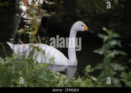 Un gros plan d'un cygne de Bewick sur l'eau Banque D'Images