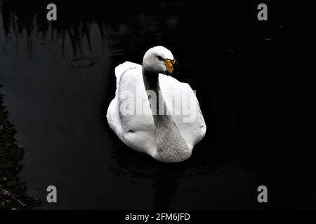 Un gros plan d'un cygne de Bewick sur l'eau Banque D'Images
