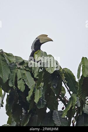 Black Hornbill (Anthracoceros malayhanus) adulte mâle perché sur le sommet de l'arbre Taman Negara NP, Malaisie Février Banque D'Images