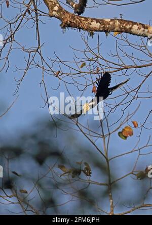 Black Hornbill (Anthracoceros malayhanus) adulte mâle volant arbres bruts hauts Taman Negara NP, Malaisie Février Banque D'Images