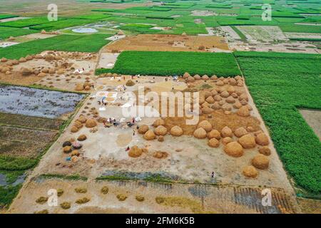 Dhaka, Dhaka, Bangladesh. 6 mai 2021. (Note de la rédaction: Image prise avec un drone.).cette photographie aérienne montre que les agriculteurs récoltent du riz dans un rizières de Nikli à Kishorganj, au Bangladesh, le 6 mai 2021. Crédit: Zabed Hasnain Chowdhury/ZUMA Wire/Alay Live News Banque D'Images