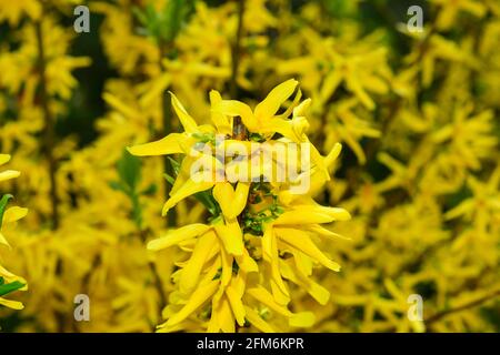 Photo macro des fleurs jaunes d'un Bush forsythia. Banque D'Images