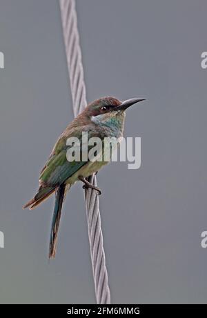 Mérope à abeille (Merops viridis) immature perchée sur le fil Taman Negara NP, Malaisie Février Banque D'Images