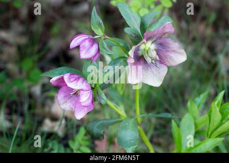 Magnifique HELLEBORUS ORIENTALIS dans le jardin Banque D'Images