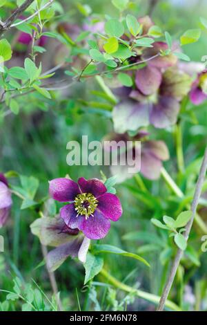 Magnifique HELLEBORUS ORIENTALIS dans le jardin Banque D'Images