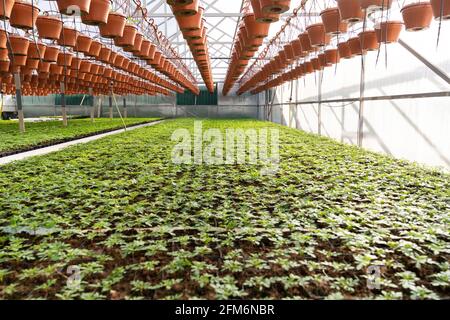 Serre et agriculture. À l'intérieur d'une grande serre avec des rangées de plantes fraîches et des pots de fleurs Banque D'Images