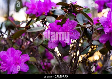 De belles fleurs violettes fleurissent au printemps Banque D'Images