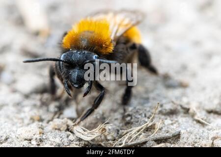 Faune du Royaume-Uni : vue macro de la face d'une femelle d'une abeille minière tawny (Andrena fulva) au printemps sur un sentier de la lande, West Yorkshire Banque D'Images