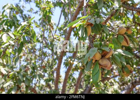 Noix d'amandes. Amandes vertes sur l'arbre prêtes pour la récolte. Banque D'Images
