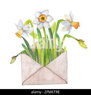 Aquarelle romantique illustration bouquet de fleurs de jonquilles blanches dans une enveloppe postale, lettre d'amour, cadeau Banque D'Images