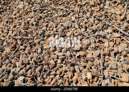 Amandes sèches fraîchement cueillies avec coquille. Image d'arrière-plan. Banque D'Images