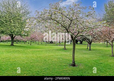 Un parc de cerisiers en pleine fleur et dans diverses couleurs et nuances. Banque D'Images