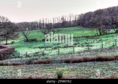 Champs couverts de givre dans la campagne britannique tôt le matin avant que le soleil se lève dans le West Sussex, Angleterre, Royaume-Uni. Banque D'Images