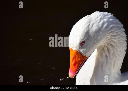 Ol' Blue Eyes, White Goose, Hebden Bridge, Calbour, West Yorkshire Banque D'Images