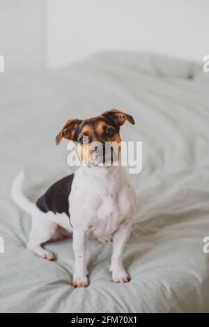 Jack Russel Terrier chien regardant dans l'appareil photo Banque D'Images