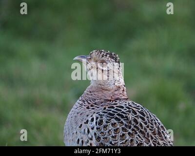 Schéma détaillé du plumage dans un portrait de tête et d'épaules d'une poule Pheasant commun (Phasianus colchicus) entre les appels de crépuscule à Cumbria, Angleterre, Royaume-Uni Banque D'Images