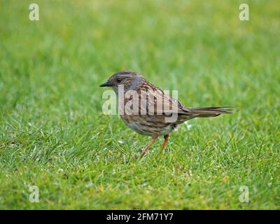 Dunnock, Bruine à haies ou Paruline à haies (Prunella modularis) - pas du tout un moineau mais un accentor - fourrager sur l'herbe dans Cumbria Garden, Angleterre, Royaume-Uni Banque D'Images