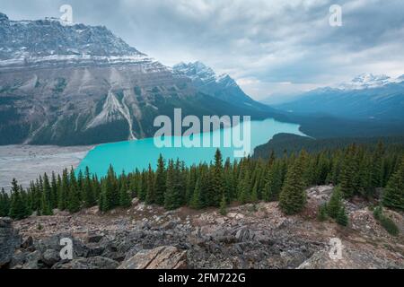 Lac Peyto dans le parc national Banff, un jour de septembre très nuageux et froid. Lac glaciaire dans les Rocheuses canadiennes. Bois et montagne sans fin sous dr Banque D'Images