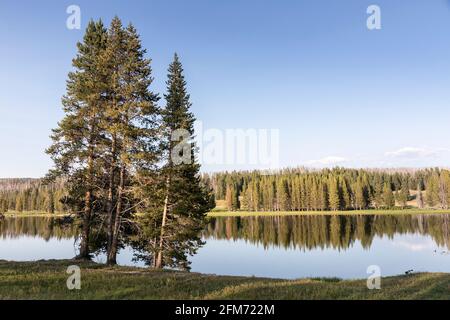 Arbres et réflexions, rivière Yellowstone dans la vallée de Hayden, parc national de Yellowstone, États-Unis Banque D'Images