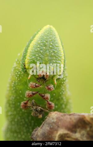 Photo verticale d'une chenille verte colorée de l'œil Papillon (Smerinthus ocellatus) Banque D'Images