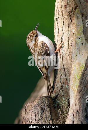 Treecreeper dans les collines Cotswold à la recherche de nourriture sur un tronc d'arbre Banque D'Images