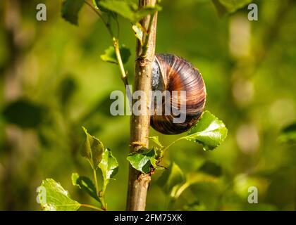 Vue rapprochée de l'escargot de jardin brun fermé ou Cornu aspersum aestivant sur le jeune peuplier noir ou Populus nigra le jour sec chaud d'été Banque D'Images