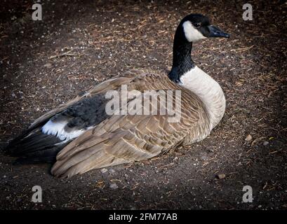 Canada Goose Calgary Zoo Alberta Banque D'Images