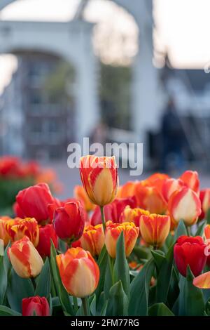 Vue de 'de Magere Brug (traduction: The Skinny Bridge) à Amsterdam avec tulipes en premier plan, pays-Bas, vertical Banque D'Images