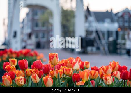 Vue de 'de Magere Brug (traduction: The Skinny Bridge) à Amsterdam avec tulipes en premier plan, pays-Bas, horizontal Banque D'Images