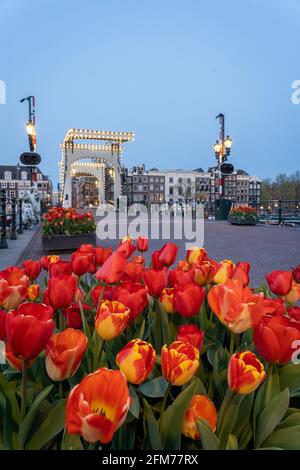 Vue sur les fleurs de tulipe et le 'de Magere Brug (traduction : le Pont skinny) à Amsterdam, pays-Bas, heure bleue, horizontale Banque D'Images