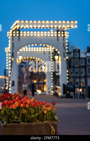 Vue de 'de Magere Brug (traduction: The Skinny Bridge( à Amsterdam avec tulipes en premier plan, pays-Bas, heure bleue, soirée, heure bleue, e Banque D'Images