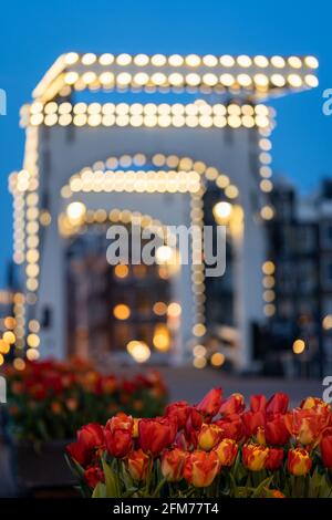 Vue de 'de Magere Brug (traduction : le Pont skinny) à Amsterdam illuminée de lumières avec tulipes en premier plan, pays-Bas, heure bleue, eveni Banque D'Images