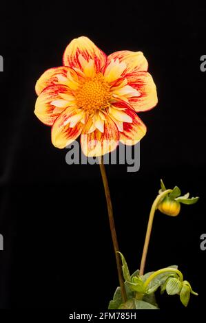 Gros plan de la torche Dahlia Danum contre un noir arrière-plan une collerette dahlia qui a le jaune pâle et le rouge fleurs en été et en automne Banque D'Images