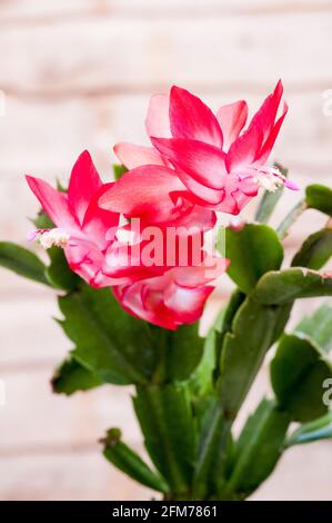 Gros plan de Schlumbergera truncata ou Crab cactus hiver floraison avec des fleurs rouges vives, les membres de la famille des cactaceae poussent intérieur comme gel tendre Banque D'Images