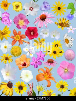 Collage nature d'une variété de fleurs sur fond de couleur unie comprenant des pâquerettes, des hibiscus, des tournesols, des lilas, des jonquilles, Roses, violets, et plus encore Banque D'Images