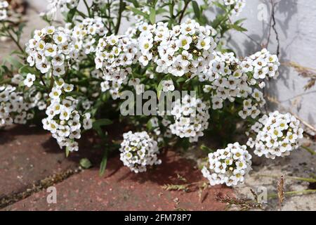 Lobularia maritima «Benthamii» Sweet alyssum Benthamii – grappes bombées petites fleurs blanches, mai, Angleterre, Royaume-Uni Banque D'Images