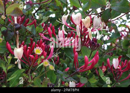 Lonicera periclymenum ‘Serotina’ Honeysuckle Serotina – fleurs roses profondes en forme de trompette parfumées avec des interios blancs ou dorés, mai, Angleterre, Royaume-Uni Banque D'Images