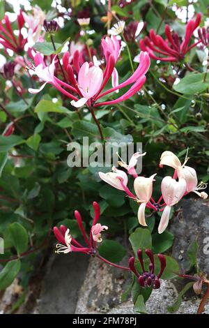 Lonicera periclymenum ‘Serotina’ Honeysuckle Serotina – fleurs roses profondes en forme de trompette parfumées avec des interios blancs ou dorés, mai, Angleterre, Royaume-Uni Banque D'Images