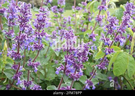 Nepeta x faassenii ‘Kit Chat’ Garden Catmint Kit Cat – pointes de fleurs bleu violet et de feuilles ovales vertes grises, mai, Angleterre, Royaume-Uni Banque D'Images