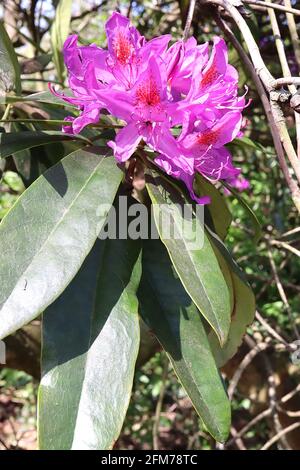 Rhododendron ‘Catawbiense Boursel’ fleurs rose profondes avec des taches rouges, longues oblongues pointant vers le bas des feuilles vert foncé, May, Angleterre, Royaume-Uni Banque D'Images