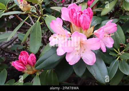 Rhododendron ‘English Roseum’ fleurs roses patamées de taches brunes, feuilles oblongues vert foncé, mai, Angleterre, Royaume-Uni Banque D'Images