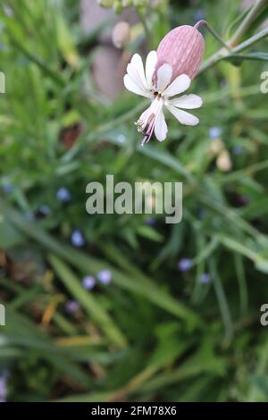 Silene vulgaris vessie campion – pétales blancs en forme de cuillère émergeant d'un grand calice violet, mai, Angleterre, Royaume-Uni Banque D'Images