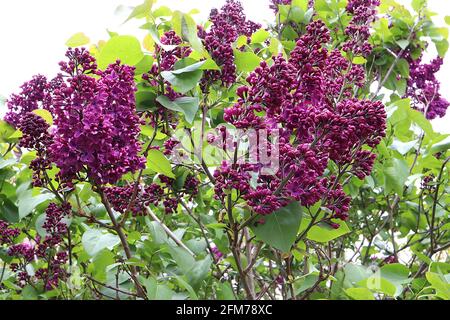 Syringa vulgaris «Charles Joly» Lilac Charles Joly - fleurs rouges violets parfumées aux marges roses profondes en panicules coniques, mai, Angleterre, Royaume-Uni Banque D'Images