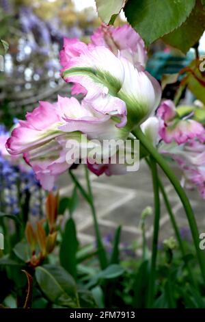 Tulipa gesneriana var dracontia «Apricot Parrot» Parrot 10 pétales de crème torsadés, couleur abricot, bords roses, plumes vertes, mai, Angleterre, Royaume-Uni Banque D'Images