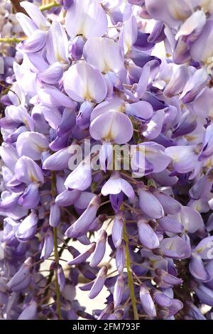 Wisteria floribunda ‘Domino’ Japanese wisteria Domino - fleurs bleu lilas, bande jaune, ailes violettes, bouts violets, feuilles vertes bronze, Mai, Royaume-Uni Banque D'Images